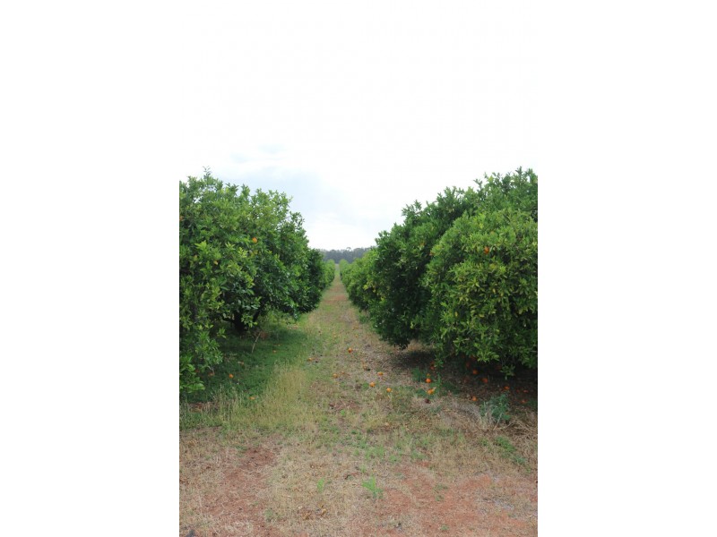 Lot 30 Rex Andrew Road, Ramco SA 5322