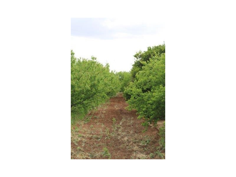 55 Balantyne Road, Waikerie SA 5330