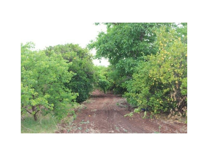 55 Balantyne Road, Waikerie SA 5330