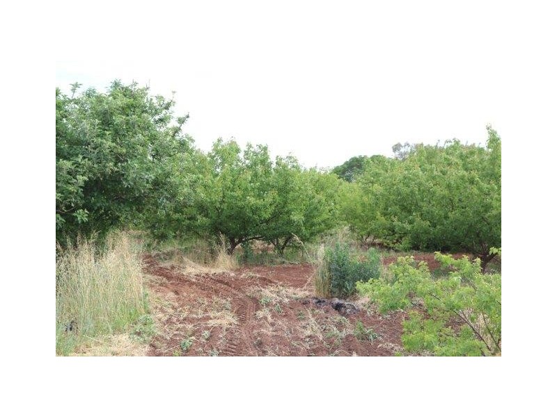 55 Balantyne Road, Waikerie SA 5330