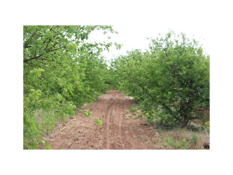 55 Balantyne Road, Waikerie SA 5330