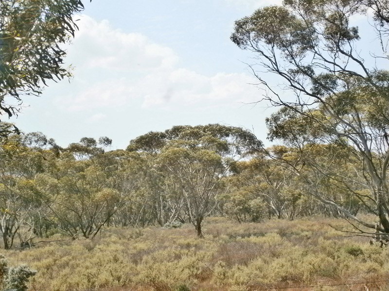 13 Sturt highway, Blanchetown SA 5357