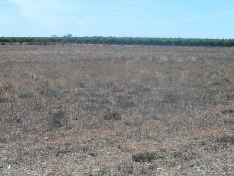 Sec 434 Anderson Road, Loxton North SA 5333