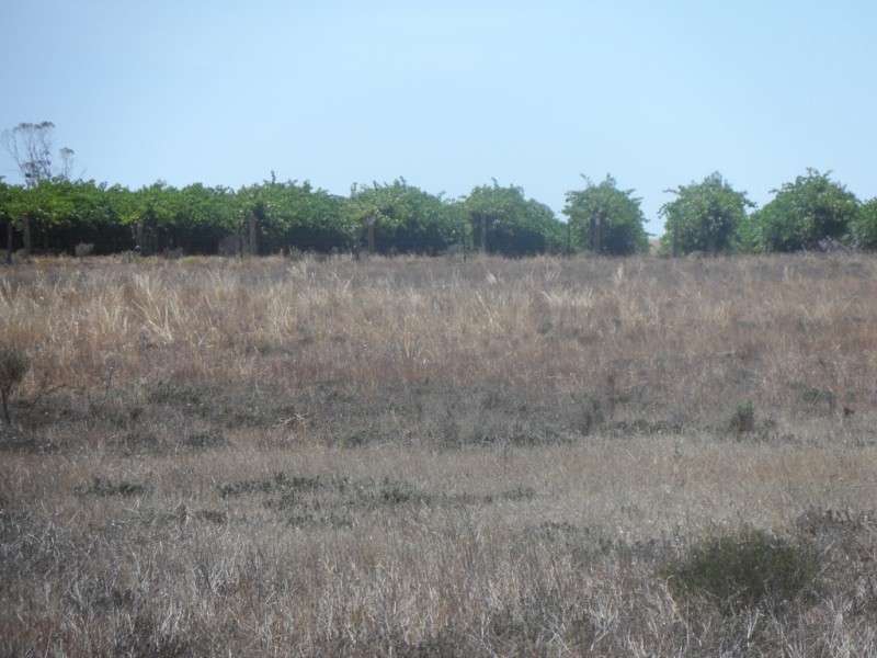 Sec 434 Anderson Road, Loxton North SA 5333