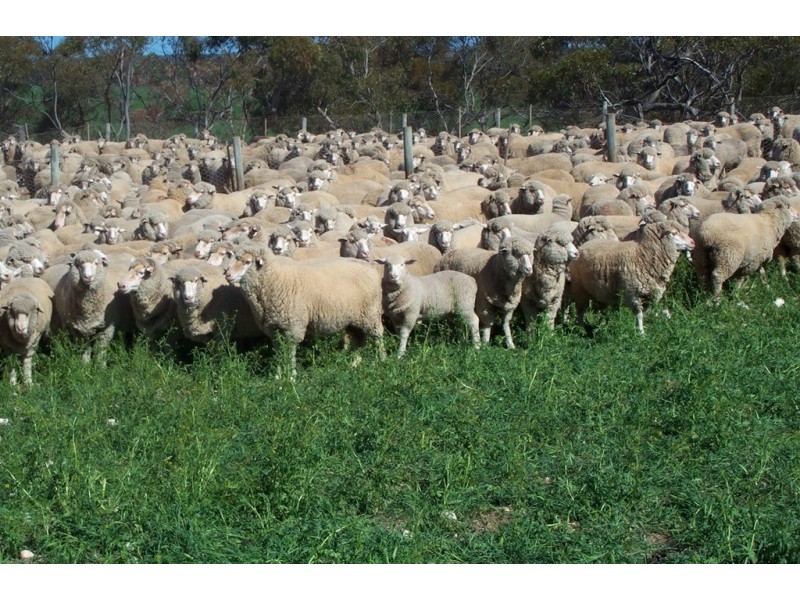 Sec 36, 37, 40 Hd of McGorrey, Meribah SA 5311