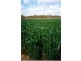 Sec 36, 37, 40 Hd of McGorrey, Meribah SA 5311