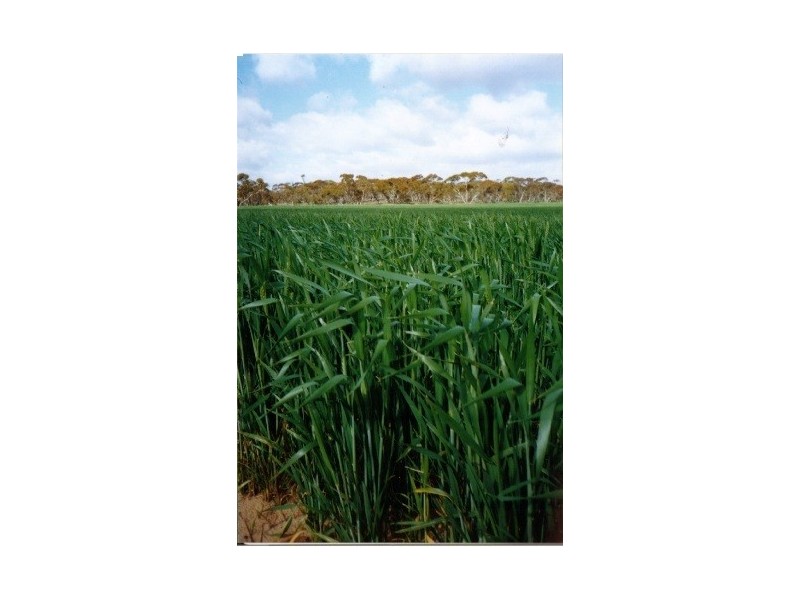 Sec 36, 37, 40 Hd of McGorrey, Meribah SA 5311