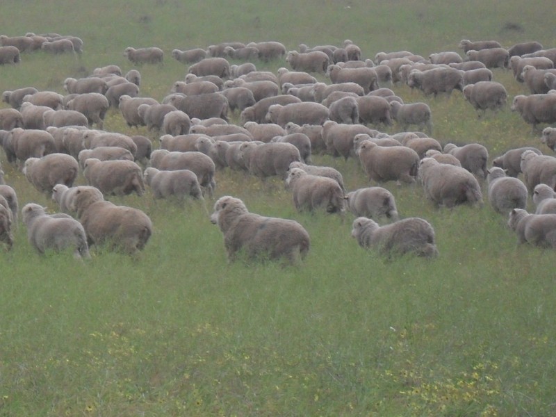 Secs 18 and 19 Hd of Mindarie and Sec 158 Hd of Allen, Wanbi SA 5310