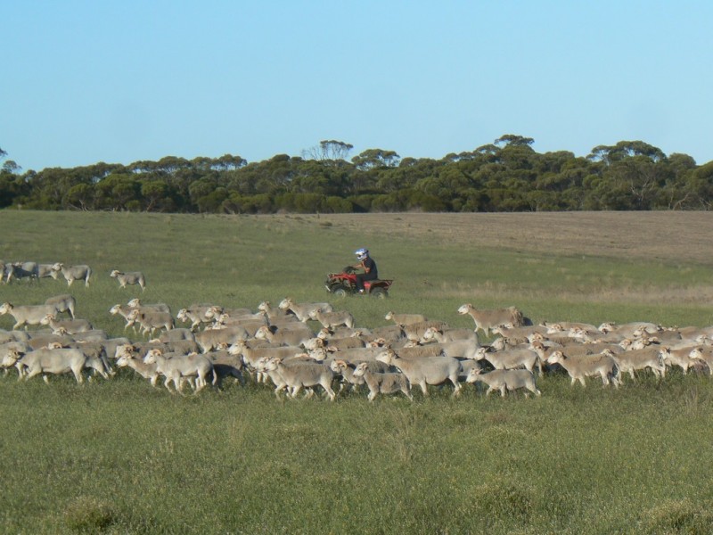 Secs 37, 33, 39, 27, 50 and Allots 201 203 Hd of Kingsford, Kringin SA 5304