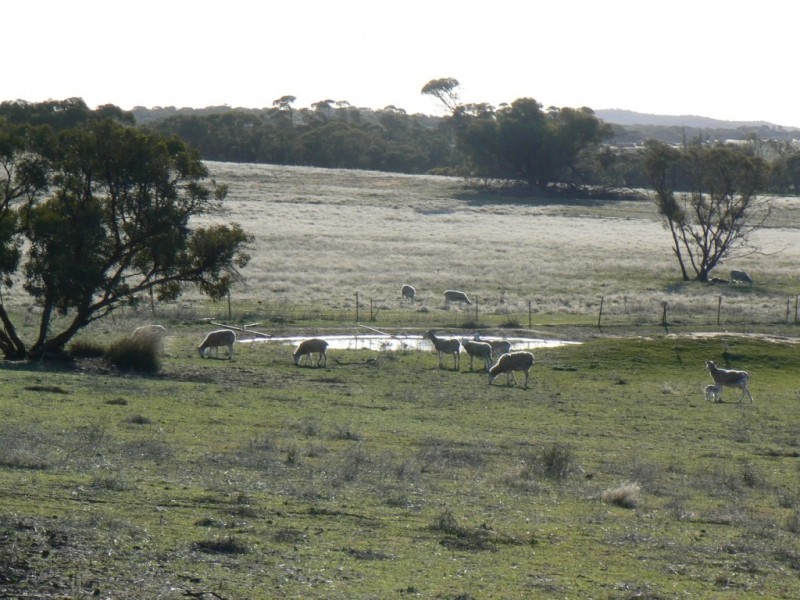 Secs 37, 33, 39, 27, 50 and Allots 201 203 Hd of Kingsford, Kringin SA 5304