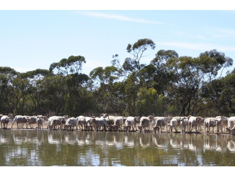 Secs 37, 33, 39, 27, 50 and Allots 201 203 Hd of Kingsford, Kringin SA 5304