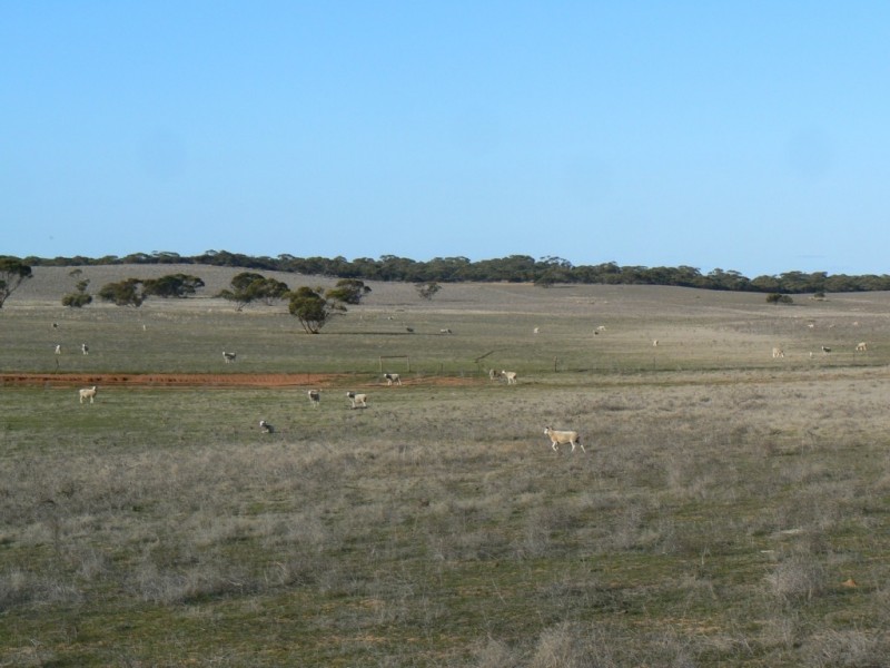 Secs 37, 33, 39, 27, 50 and Allots 201 203 Hd of Kingsford, Kringin SA 5304