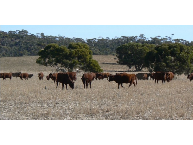 Secs 37, 33, 39, 27, 50 and Allots 201 203 Hd of Kingsford, Kringin SA 5304