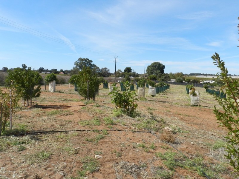 44 Bray Road, Glossop SA 5344