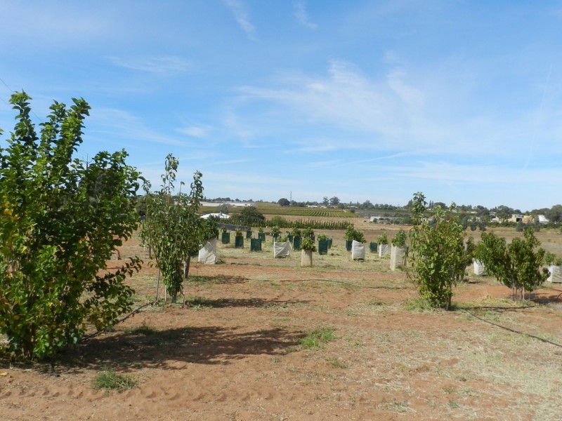 44 Bray Road, Glossop SA 5344