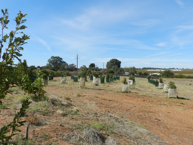 44 Bray Road, Glossop SA 5344