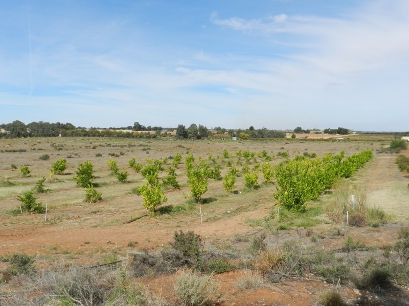 44 Bray Road, Glossop SA 5344