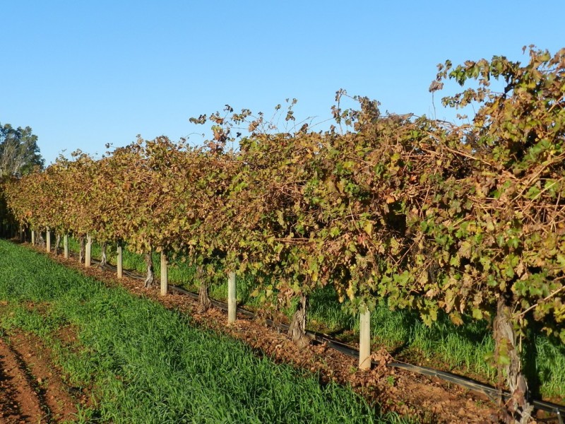 41 Delatour Terrace, Monash SA 5342