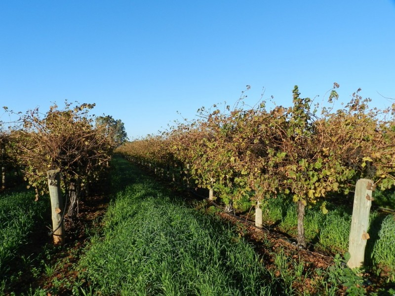 41 Delatour Terrace, Monash SA 5342