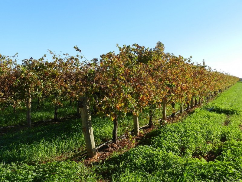 41 Delatour Terrace, Monash SA 5342