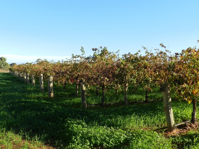 41 Delatour Terrace, Monash SA 5342