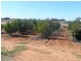 283 Kibby Road, Loxton SA 5333
