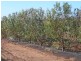 283 Kibby Road, Loxton SA 5333 Floorplan