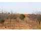 Lot 3 Twigden Road, Taylorville SA 5330