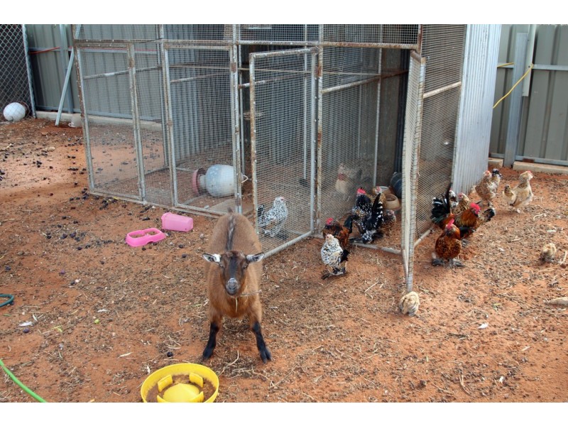 61 Crescent Street, Renmark SA 5341