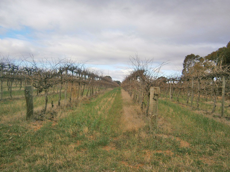 149 Vasey Road, Waikerie SA 5330