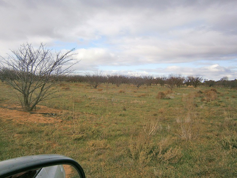 149 Vasey Road, Waikerie SA 5330