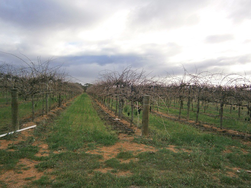 149 Vasey Road, Waikerie SA 5330