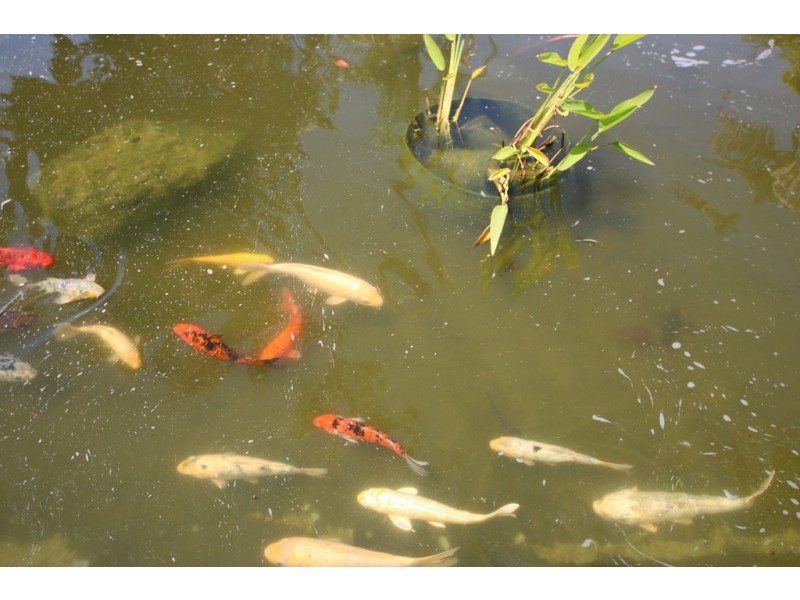 24/48 Birch Avenue, Dubbo NSW 2830