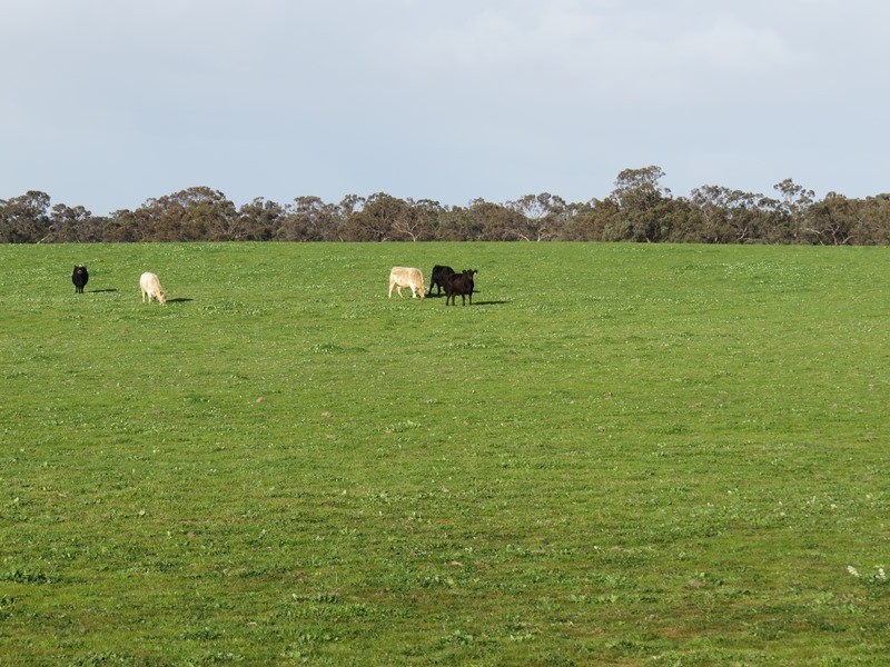 Lot 60 Cobb Highway, Pretty Pine NSW 2710