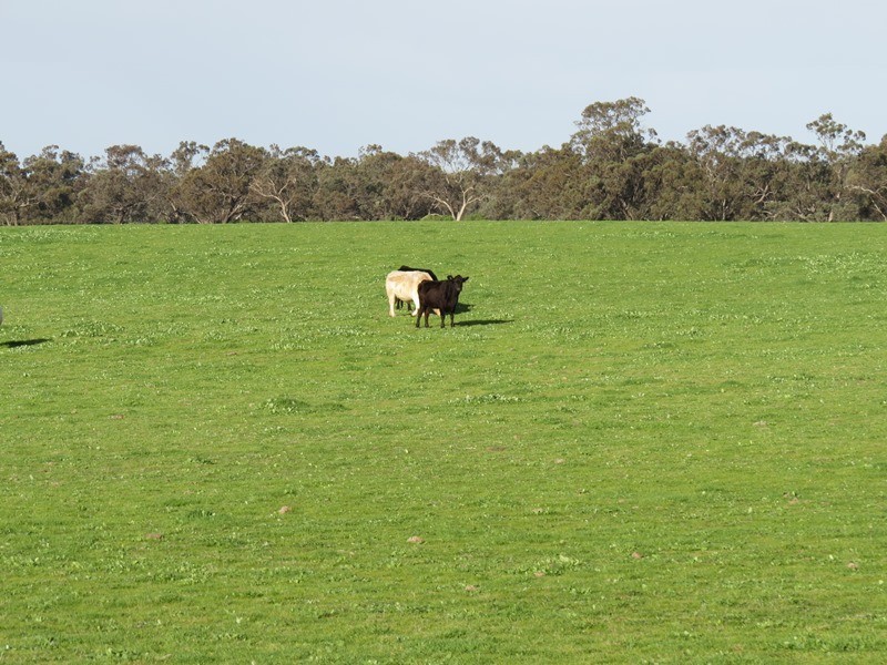 Lot 60 Cobb Highway, Pretty Pine NSW 2710