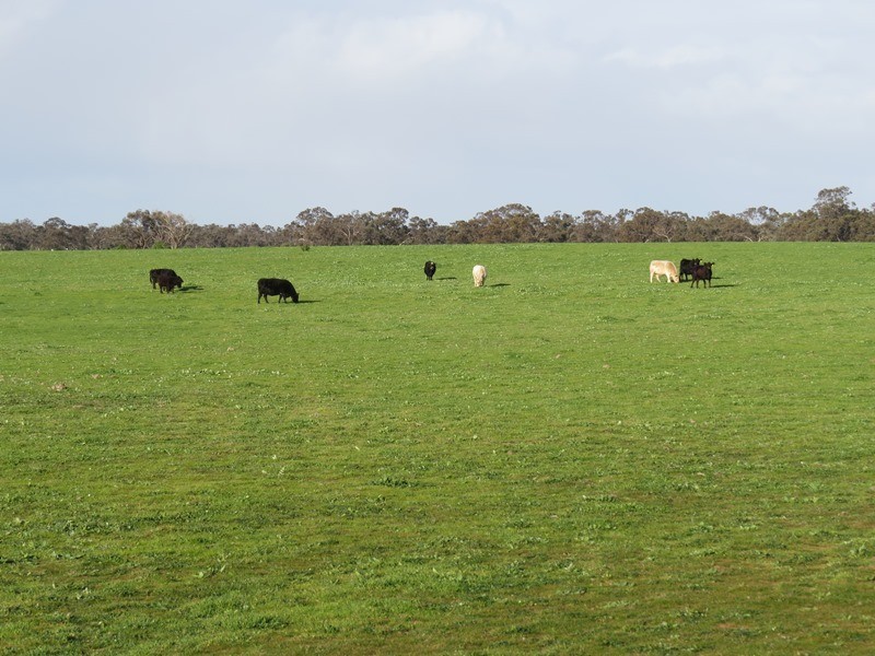 Lot 60 Cobb Highway, Pretty Pine NSW 2710