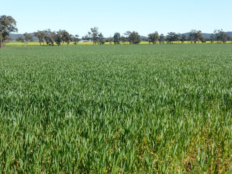 - Vertisco, Lake Cargelligo NSW 2672