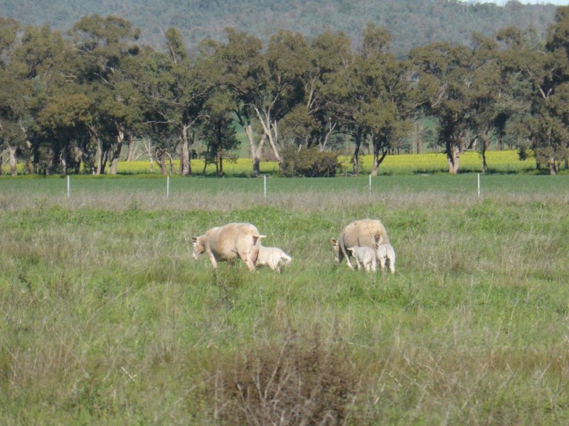 - Vertisco, Lake Cargelligo NSW 2672