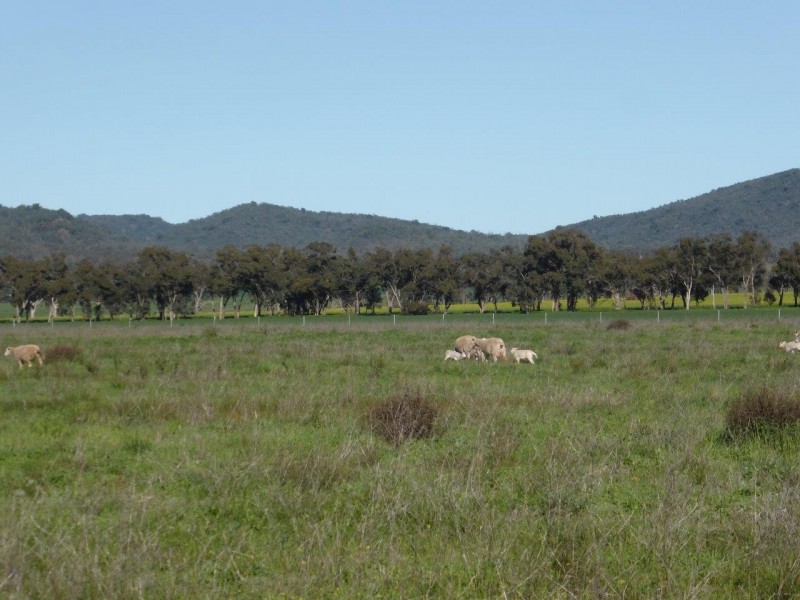 - Vertisco, Lake Cargelligo NSW 2672