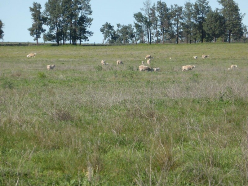 - Vertisco, Lake Cargelligo NSW 2672