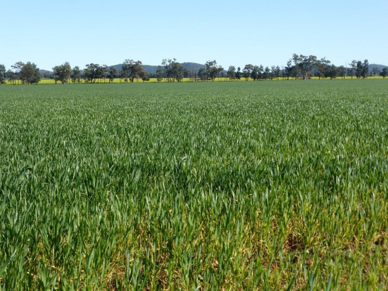 - Vertisco, Lake Cargelligo NSW 2672