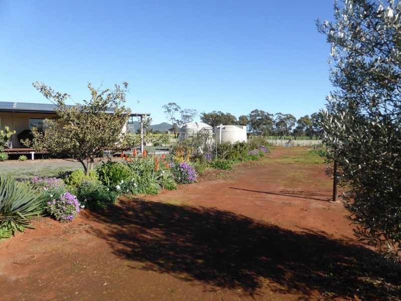 - Vertisco, Lake Cargelligo NSW 2672