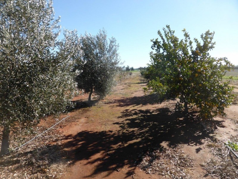 - Vertisco, Lake Cargelligo NSW 2672