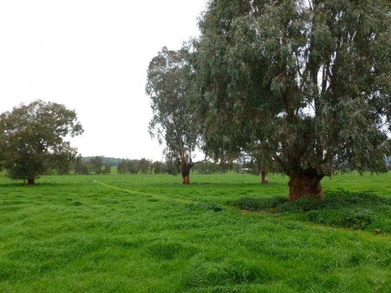 1181 Bungowannah Road, Bungowannah NSW 2640