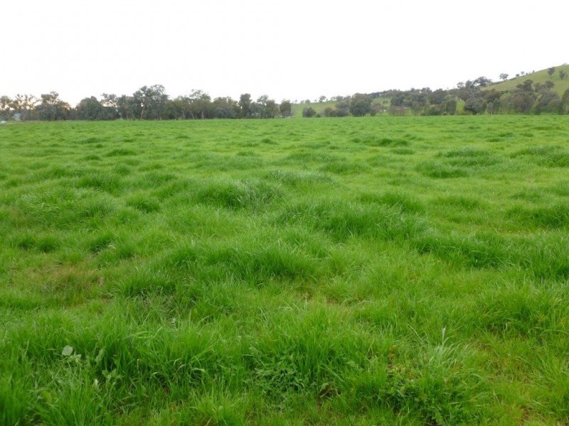 1181 Bungowannah Road, Bungowannah NSW 2640