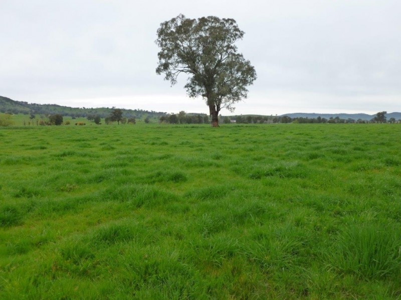 1181 Bungowannah Road, Bungowannah NSW 2640