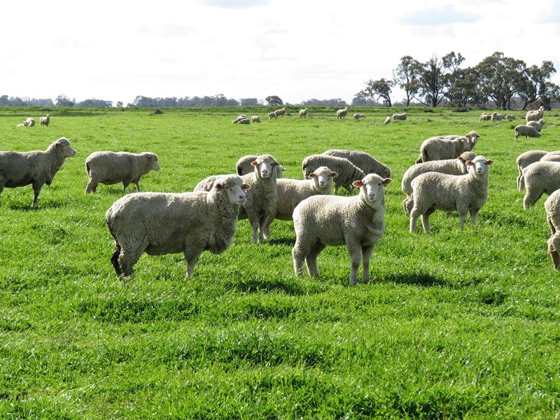 7498 Wakool Road, Barham NSW 2732