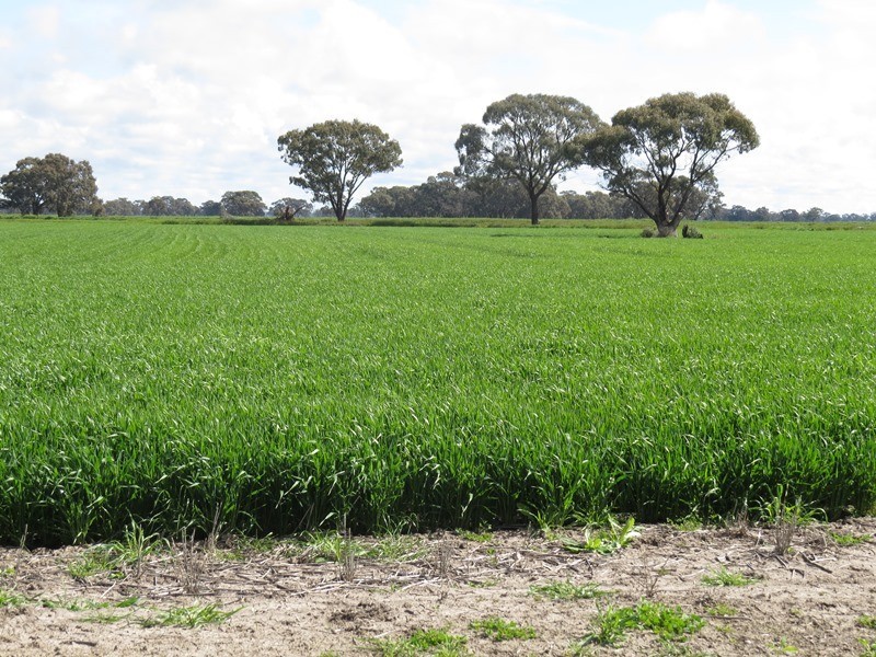 7498 Wakool Road, Barham NSW 2732