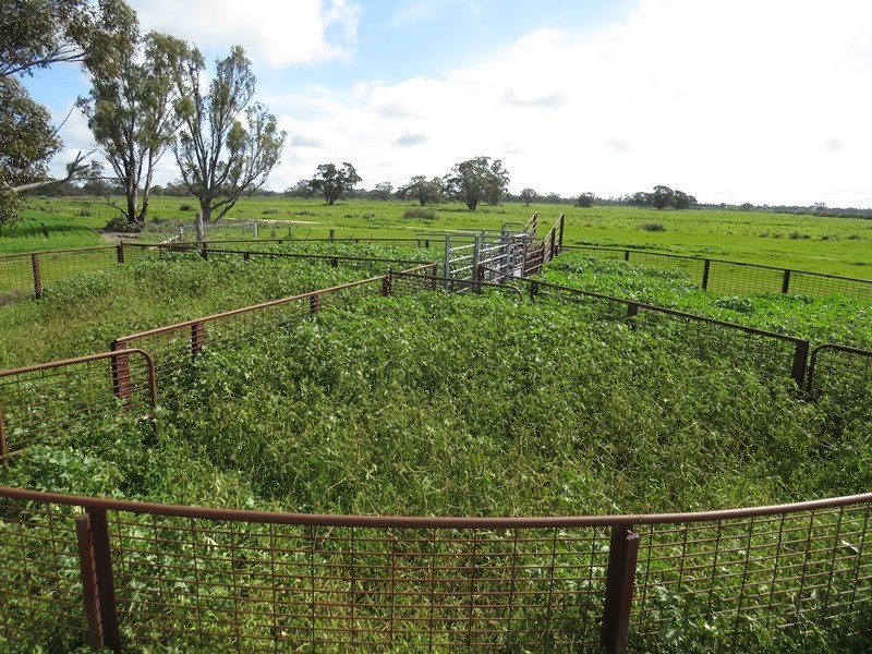 7498 Wakool Road, Barham NSW 2732