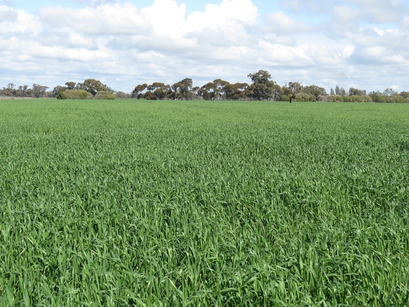 7498 Wakool Road, Barham NSW 2732